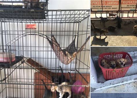 Cebu City Animal Care and Control .